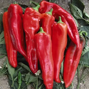 Pepper (Sweet) Tasty Mix All Season 1 Seed Packet  (6 Seeds)