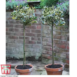 Ilex (Holly) Golden King Standard 17cm Potted  Plant x 1