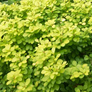 Berberis Aurea - Outdoor Flowering Shrub, Ideal for UK Gardens, Compact Size (15-30cm Height Including Pot)