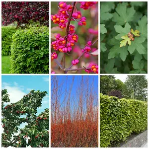 10m THORNLESS Mixed Native Country Hedging Plants, 50 Plants, 6 Different Varieties 3FATPIGS