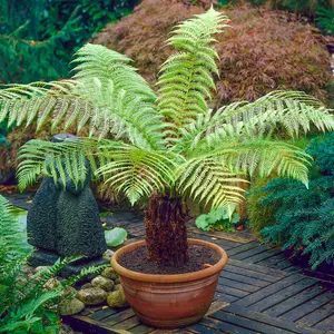 Dicksonia Antartica Tree Fern  Large Soft Outdoor Garden Tree  Rare Large Garden Plants  180cm Tall (6ft)