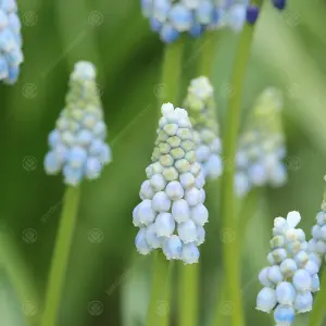 Muscari Peppermint Flowering Bulbs (100 Pack)