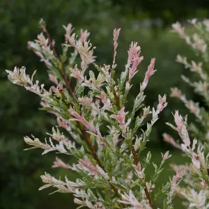 Salix Flamingo Bush in a 3L Pot