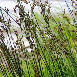 Lincolnshire Pond Plants Ltd Marginal Plants - Pond Plants (Juncus Inflexus)  - 3x 1 Litre Plants