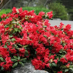 2 x Rhododendron Scarlet Wonder Plants - 15-20cm in Height - 9cm Pots