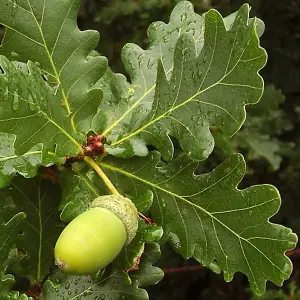 Quercus robur 'English Oak' Bare Root Hedge Hedging Tree Plants  (2-3ft, 10 Plants)