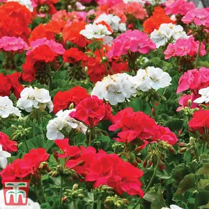 Geranium Border Supreme F2 Hybrid 1Seed Packet (18 Seeds)