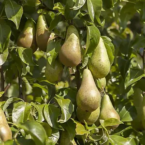 Conference Pear Patio Fruit Tree in a 5L Pot 90-110cm Tall