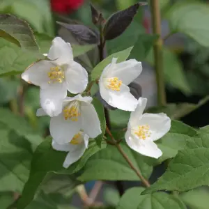 Philadelphus Starbright Garden Plant - Fragrant White Blooms, Compact Size (20-30cm Height Including Pot)