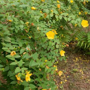 Hypericum Hidcote 3 Litre Potted Plant x 1