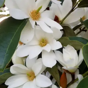 Magnolia Fairy White - Stunning White Blooms and Compact Size for Gardens (20-30cm Height Including Pot)