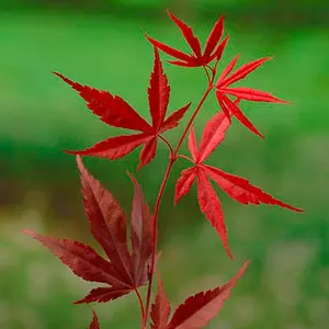 Acer Palmatum 'Bloodgood' - 3 Litre Potted Plant x 1 - Hardy Perennial