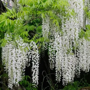 Wisteria floribunda Shiro-noda White Japanese Climbing Plant 60cm Cane 3L Pot