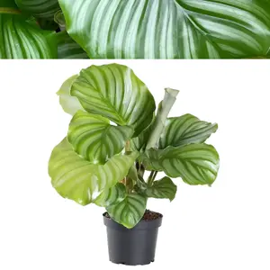 Calathea Orbifolia in 12cm Pot - 30-35cm in Height - Indoor Striped Prayer Plant