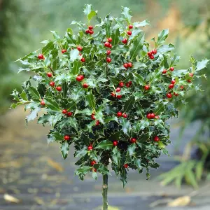 Holly Tree 'Ilex Meserveae Blue Maid' Standard Approx. 80cm in Height