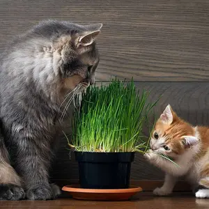 2 x Cat Grass Hordeum Living Plants in 12cm Pots - Growing Plants NOT SEED