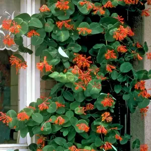 Lonicera Dropmore Scarlet Garden Plant - Vibrant Red and Orange Flowers, Compact Size (20-30cm Height Including Pot)