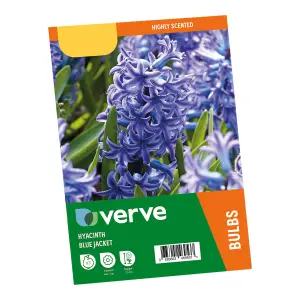 Hyacinth Blue Jacket 3 Flower bulbs