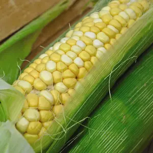 Sweetcorn Summer Glow 1 Seed Packet