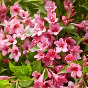 Weigela Picobella Rosa 8/9cm Pink Shrub