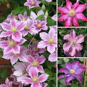 Clematis Pink Plant - Vibrant Pink Flowers, Climbing Vine, Attracts Pollinators (20-30cm Height Including Pot)