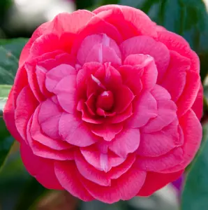 Camellia japonica Principessa Baciocchi in 3L Pot - Evergreen Shrub