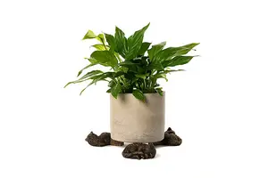 Sleeping Cat Curled Up Plant Pot Feet - Set of 3 - L10.5 x W8 x H5 cm