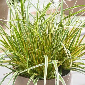 Carex Everglow - Colorful Ornamental Grass, Compact Size, Versatile (15-30cm Height Including Pot)