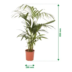 Verve Kentia Palm Foliage in Terracotta Plastic Grow pot 19cm