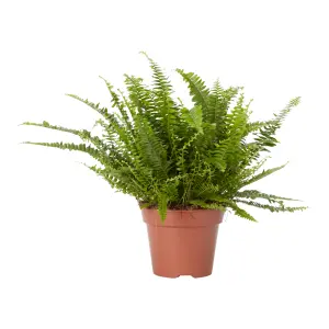 Verve Boston fern in Terracotta Plastic Grow pot 17cm