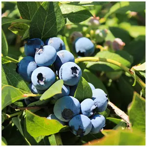 3 'Goldtraube' Blueberry Plant / Vaccinium cor. 'Goldtraube' 25cm In 9cm Pot 3FATPIGS