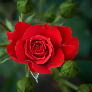 Rose (Rosa) Red Standard (40cm) 1 Bare Root