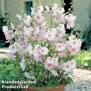 Lavatera x clementii Barnsley Baby 2 Litre Potted Plant x 1