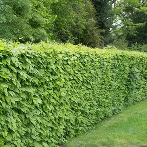 Common Hornbeam Carpinus Betulus Hedging 10 x Bare Root Plants 1.0m - 1.25m