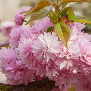 Prunus Kiku-Shidare Zakura Tree - Stunning Pink Blossoms, Ornamental, Low Maintenance (5-6ft)