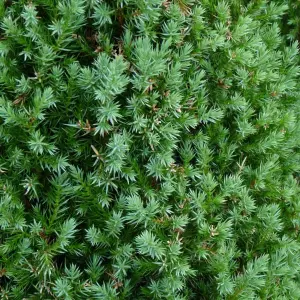 Juniperus Stricta Garden Plant - Columnar Evergreen, Compact Size (20-30cm Height Including Pot)