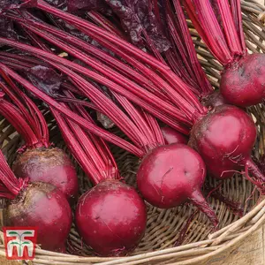 Beet Morello 1 Seed Packet (150 Seeds)