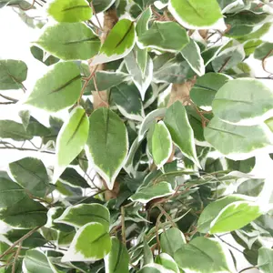 130cm Variegated White/Green Bushy Ficus Tree