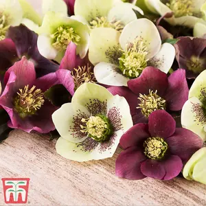 Hellebore Orientalis Mixed - Winter Flowering - 10 Bare Root Plants