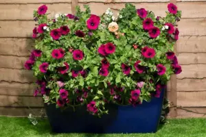 Primrose Royal Blue Glaze Effect Trough Planter Frost Resistant 75cm