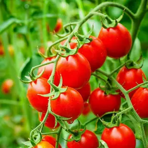 Organic Tomato Koralik 1 Seed Packet (8 Seeds)