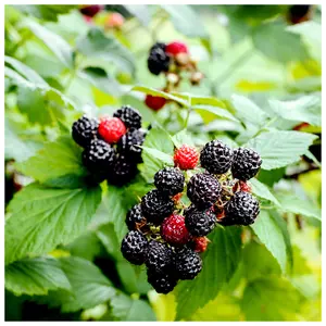 3 'Thornless' Blackberry Black Satin / Rubus Fruticosus / Thornfree Sweet & Juicy 3FATPIGS