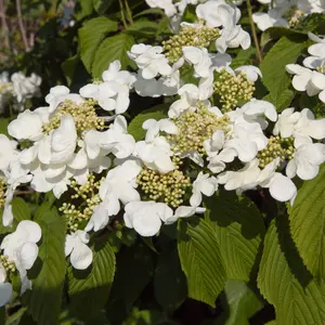 Viburnum plicatum Kilimanjaro Sunrise Shrub in a 3-Litre Pot