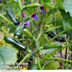 Courgette Black Forest F1 Hybrid 1 Seed Packet (4 Seeds)