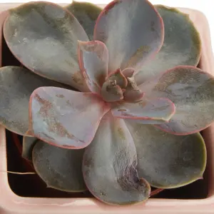 GoodHome Square Succulent in Assorted Ceramic Decorative pot 5.5cm