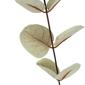 Pack of 6 x 80cm White Eucalyptus Foliage Stem