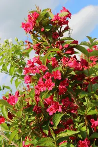 Weigela Bristol Ruby in 2L Pot, Lovely Deep Red Bell-shaped Flowers 3FATPIGS