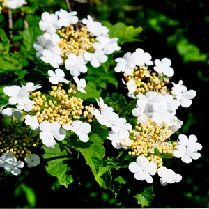 1 Guelder Rose Hedging Plant Viburnum Opulus Native Hedge,Flowers & Berries 30-40cm 3FATPIGS