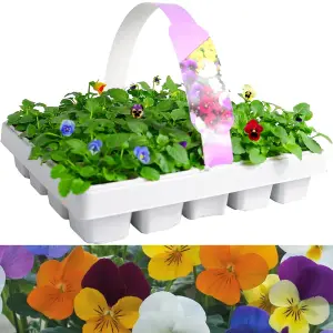 Viola 20 Pack - Large Plants in a Mix of Colours - Great Value Viola Plants