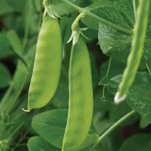 Pea Mangetout Oregon Sugar Pod 1 Seed Packet